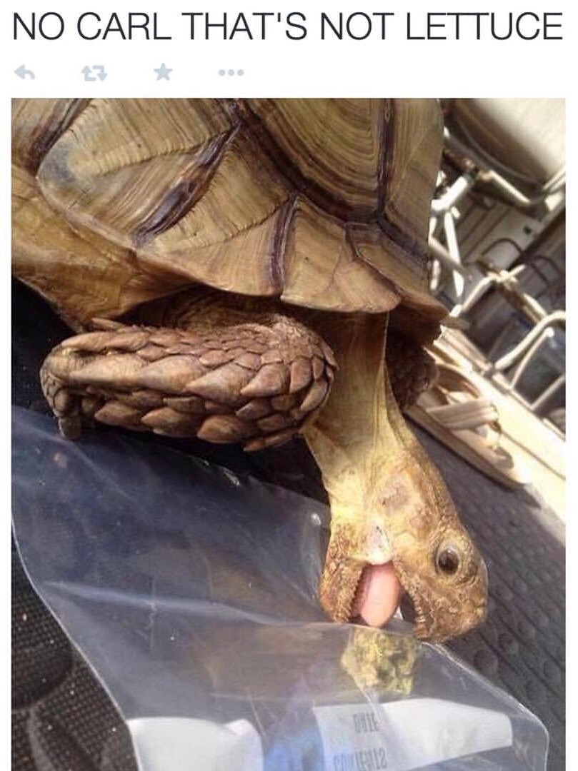 Turtle bout to get lit