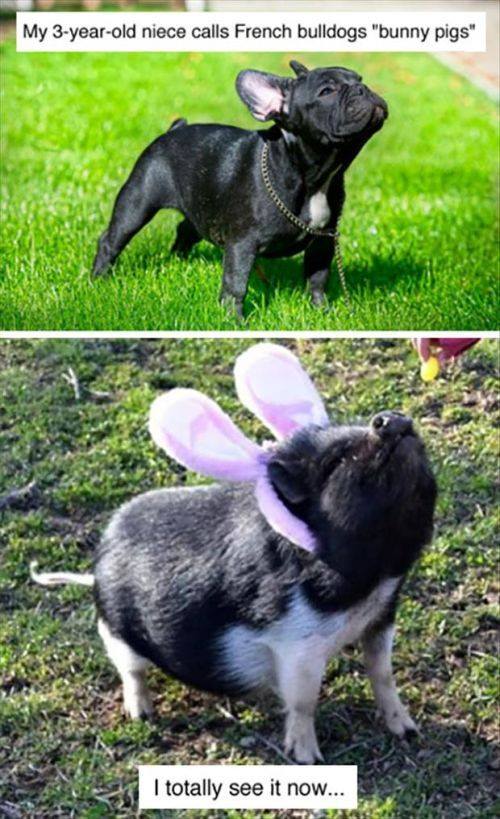 Bunny Pigs