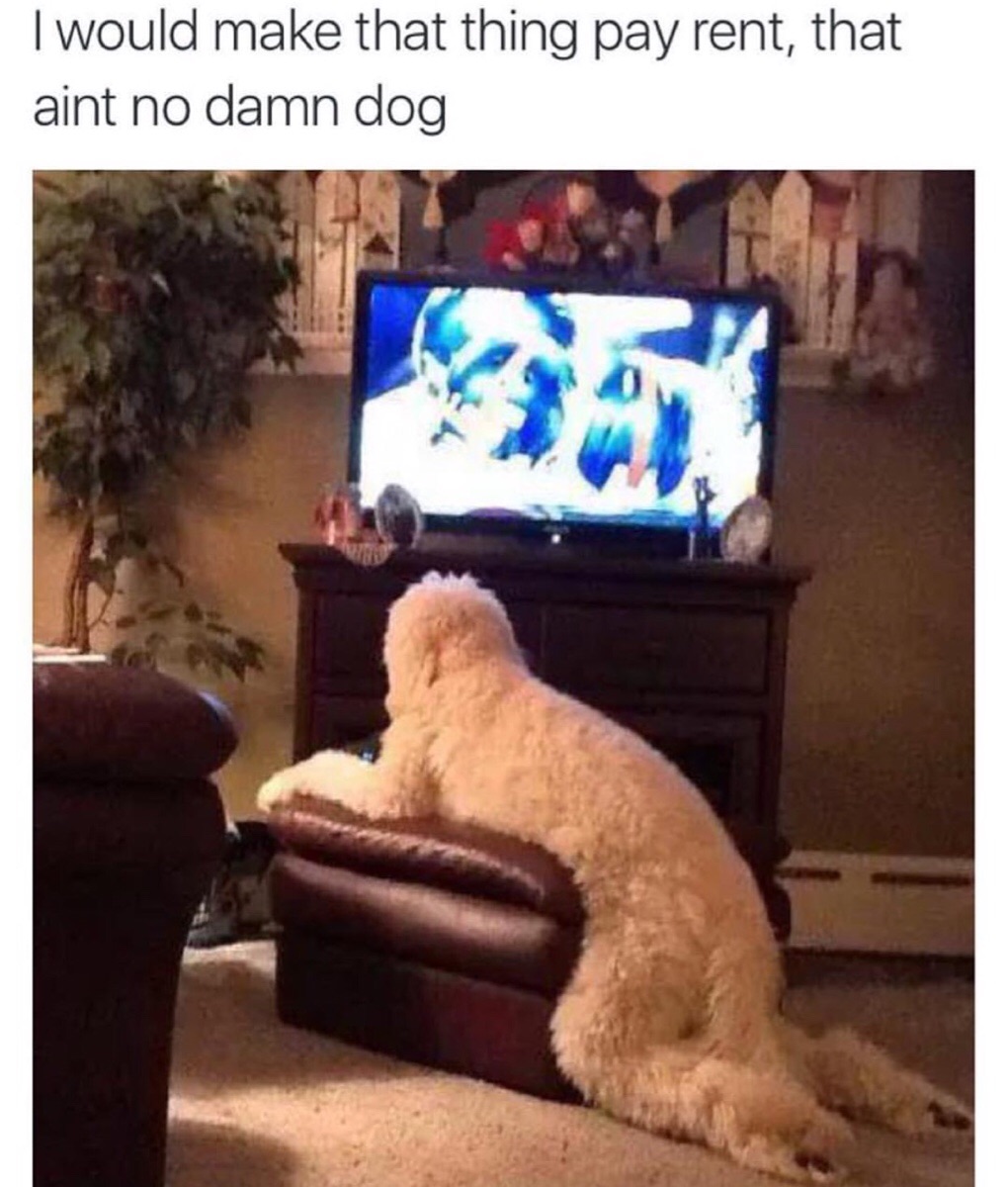 That ain't no dog!