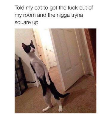 cat go go pussy Cat go go pussy