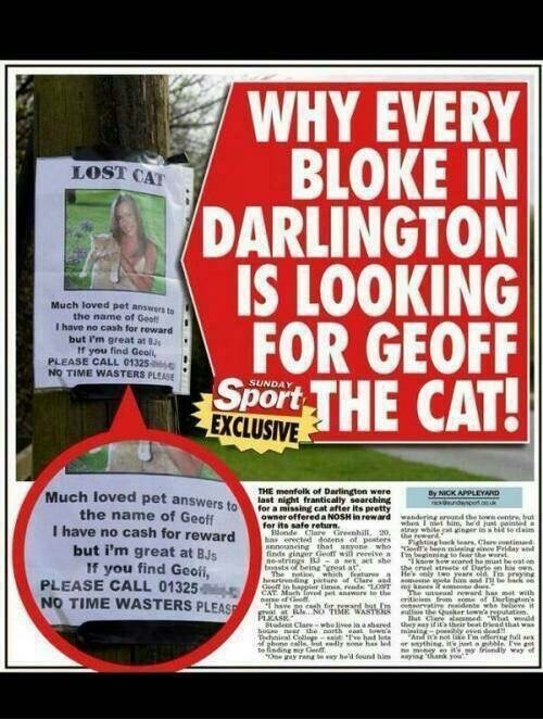 Lost Cat