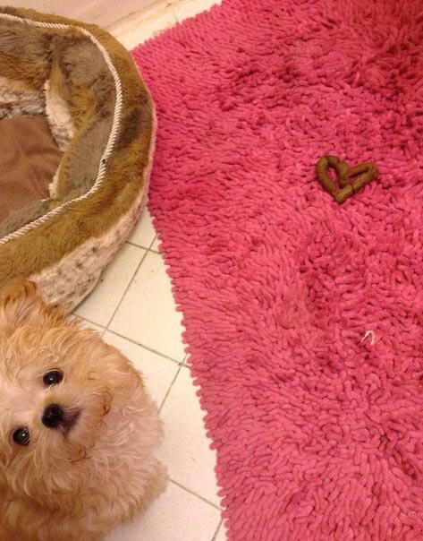 From Fluffy, with love
