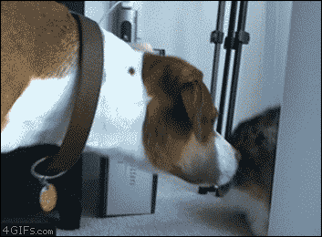 Cat smacks a dog