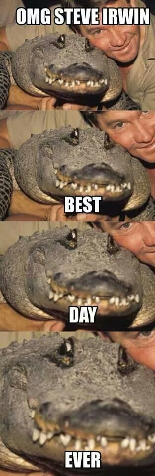 Alligator meeting Steve Irwin