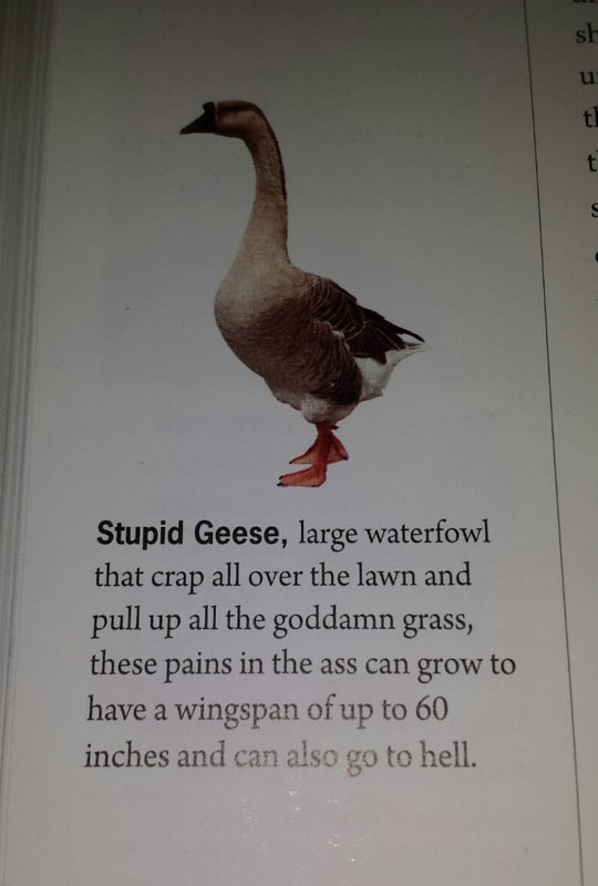 Stupid Geese