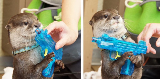 Due to budget cuts the Navy SEALs will be replaced by the Navy OTTERs.