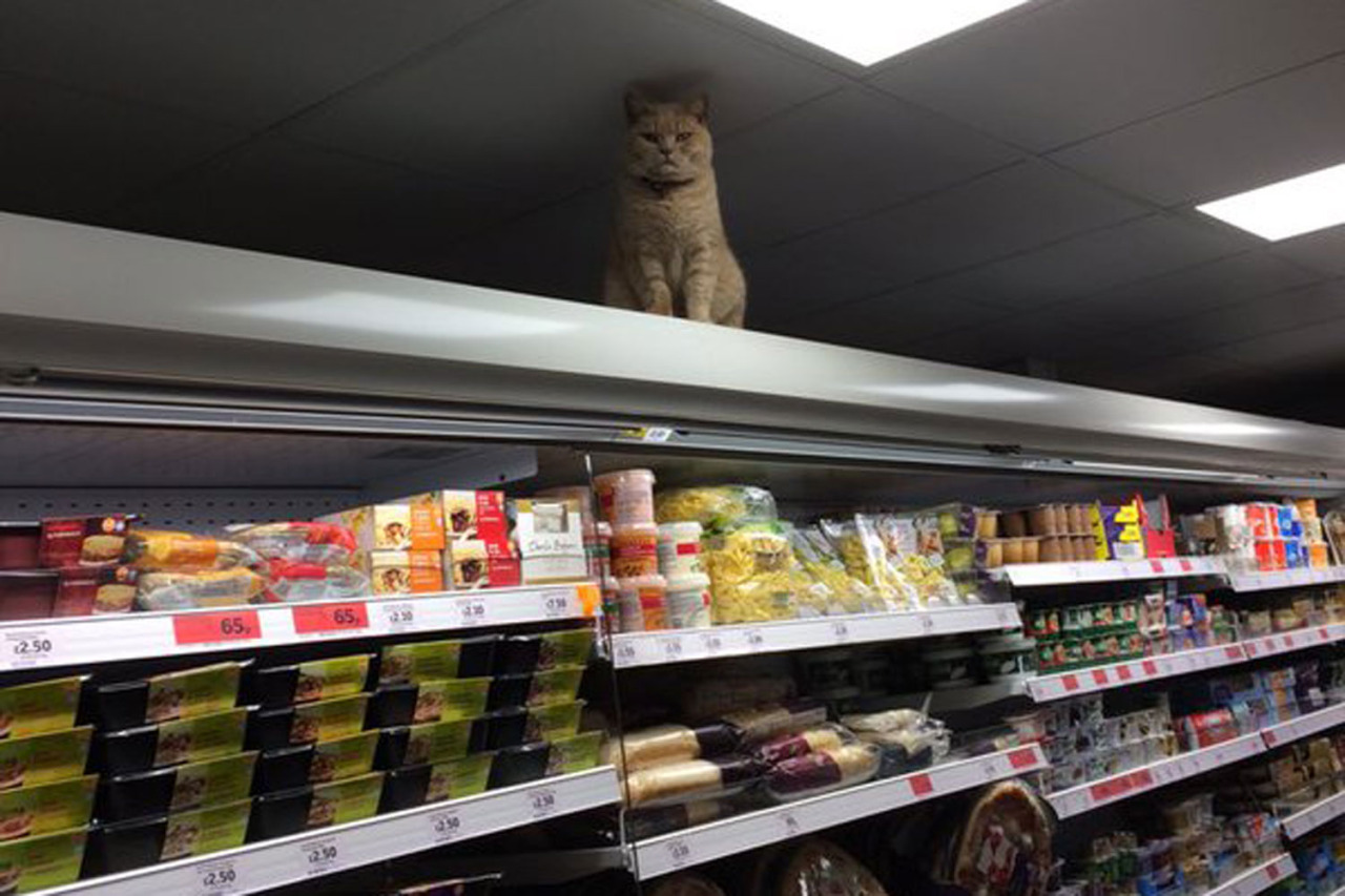 Khajiit has wares if you have coin.
