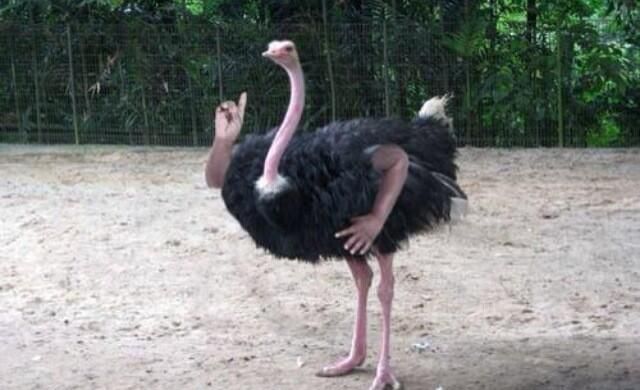 When you mistake an Ostrich for an Emu