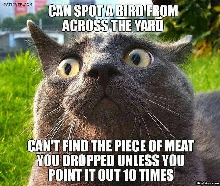 Giving the cat a treat