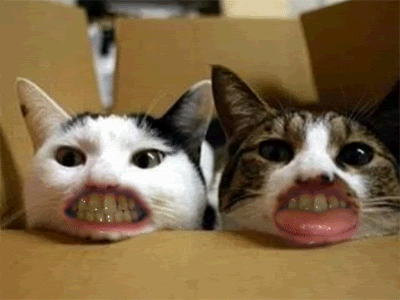 What my cats look like when I'm eating