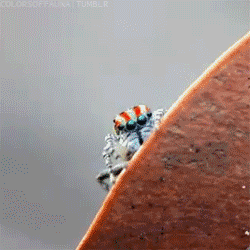 Fabulous Spider