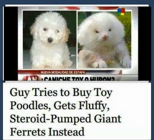 Be careful when buying a dog...