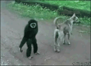 Troll monkey