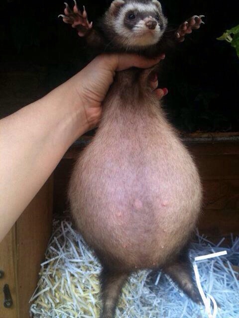 This pregnant ferret looks like a ballsack