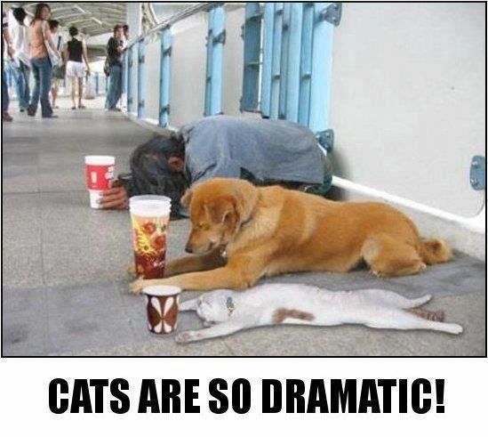 Oh cats