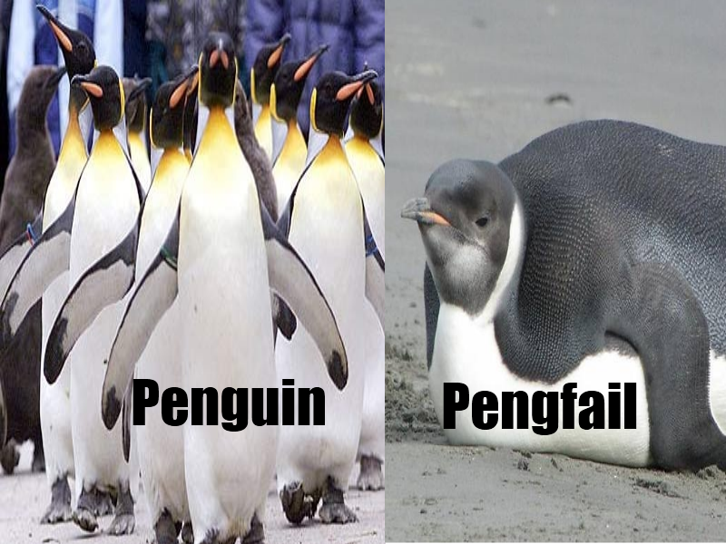 Penguin/fail