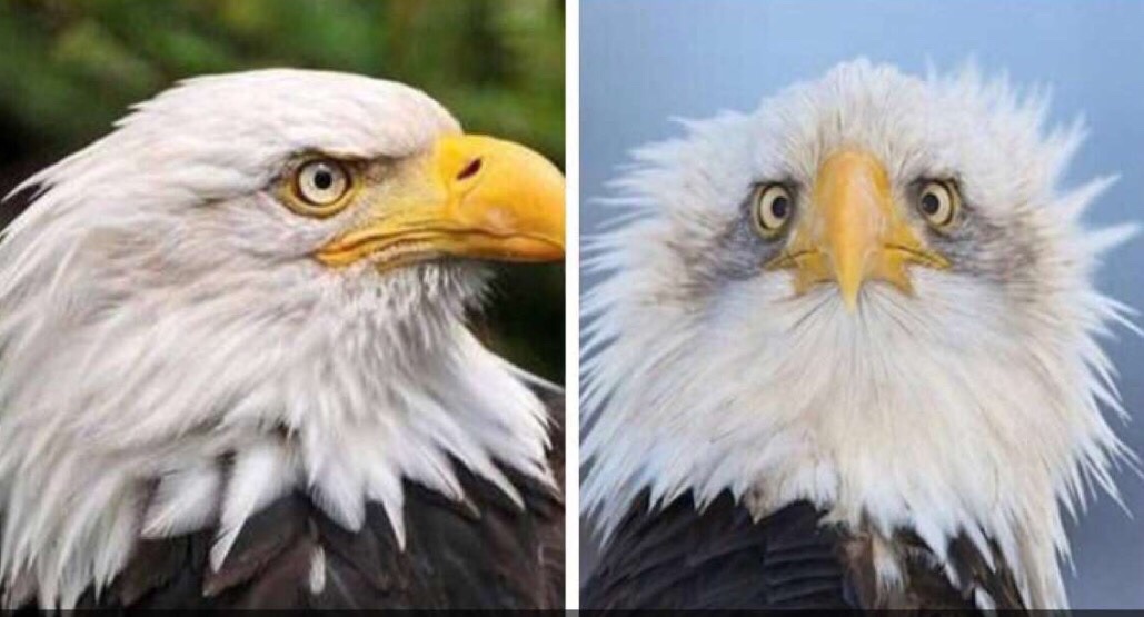 Ever wonder why the American bald eagle is always photographed from the side?