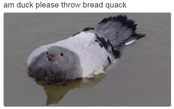 meðŸžirl