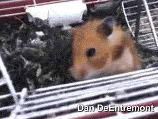 Cute Hamster.... WAT