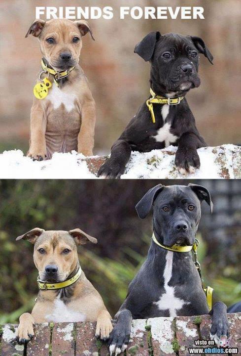 Friends forever
