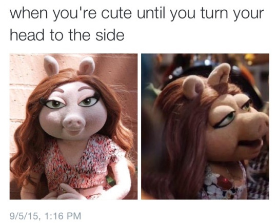 poor piggy