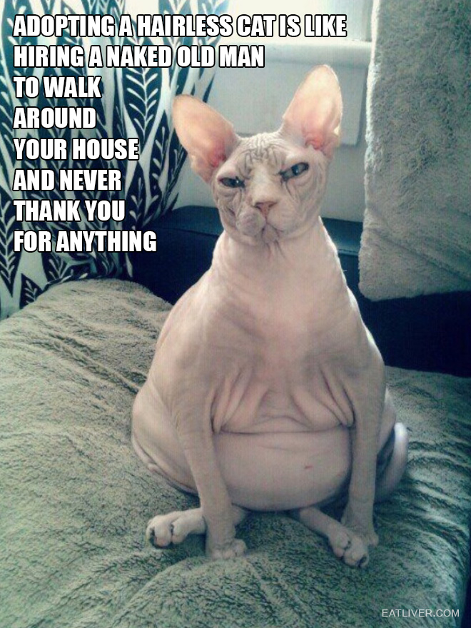 The truth about owning a hairless cat.