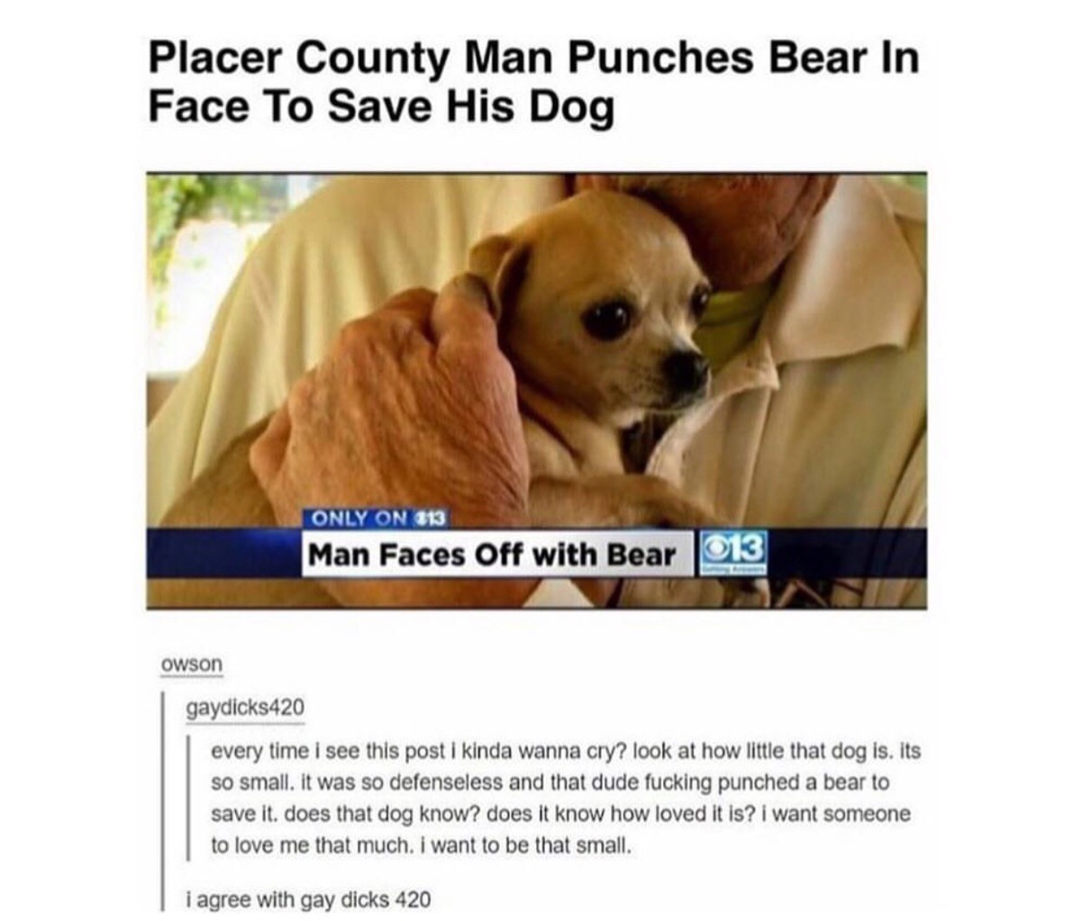 Man Punches Bear.