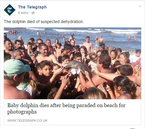 That dolphin was probably smarter than those idiots with smartphones.