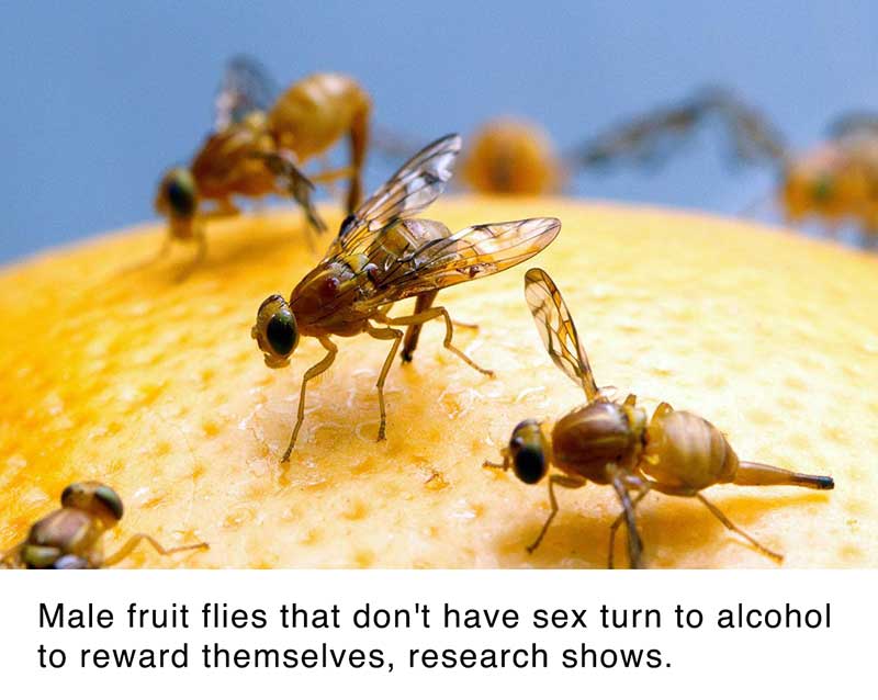 meðŸºirl