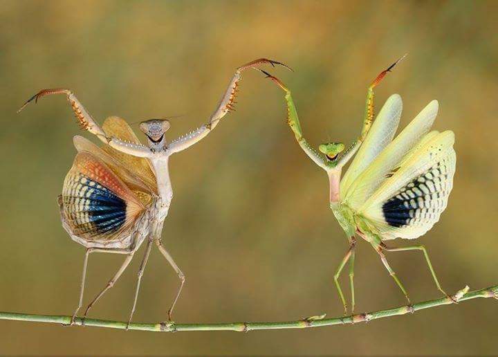 ***, we're fabulous!