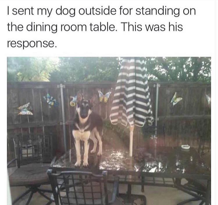 Smart ass dog