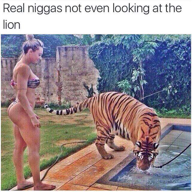 I'm looking at dat lionass