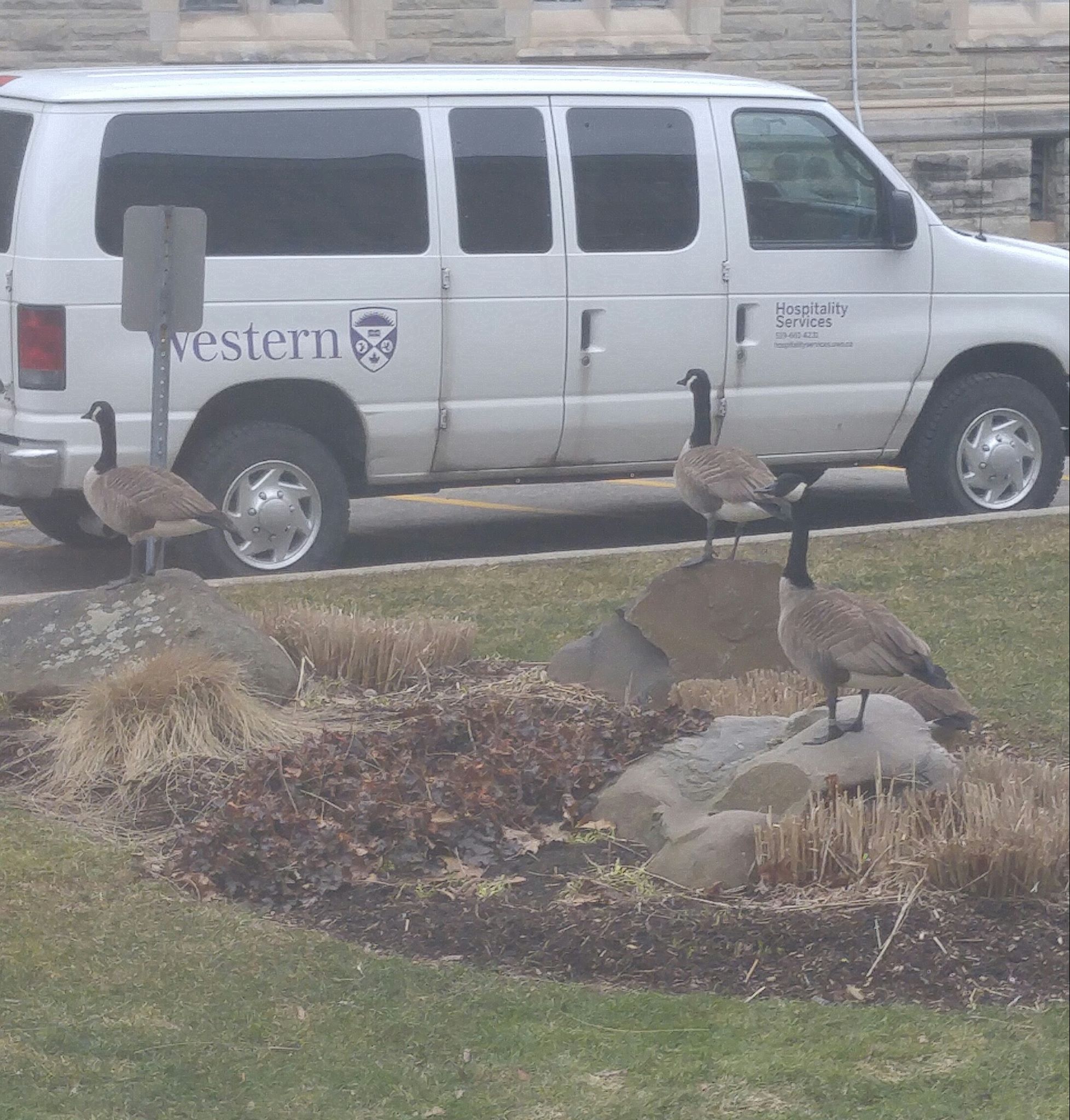 When the geese in campus are more organised than you