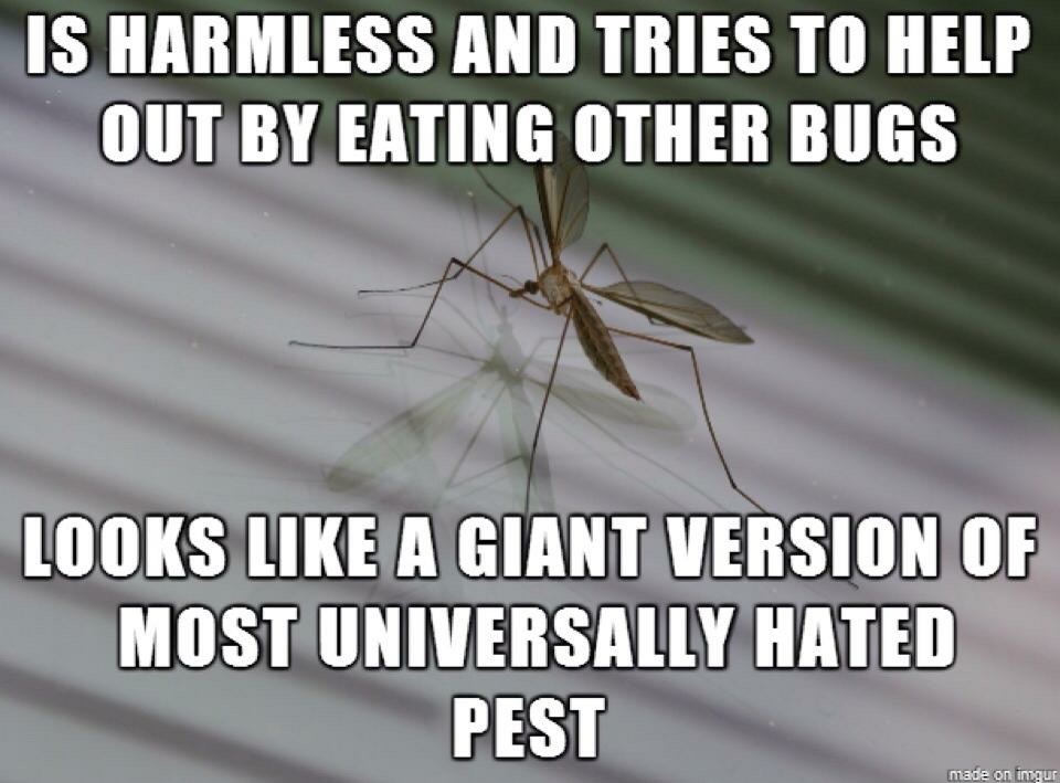 Bad Luck Crane Fly