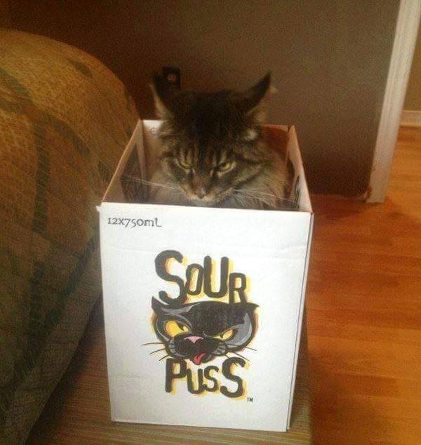 Sourpuss