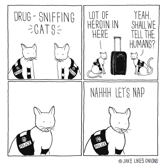 drug-sniffing cats