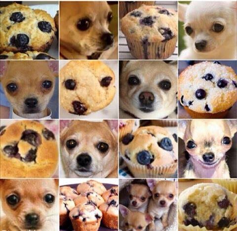 Dog or Muffin?
