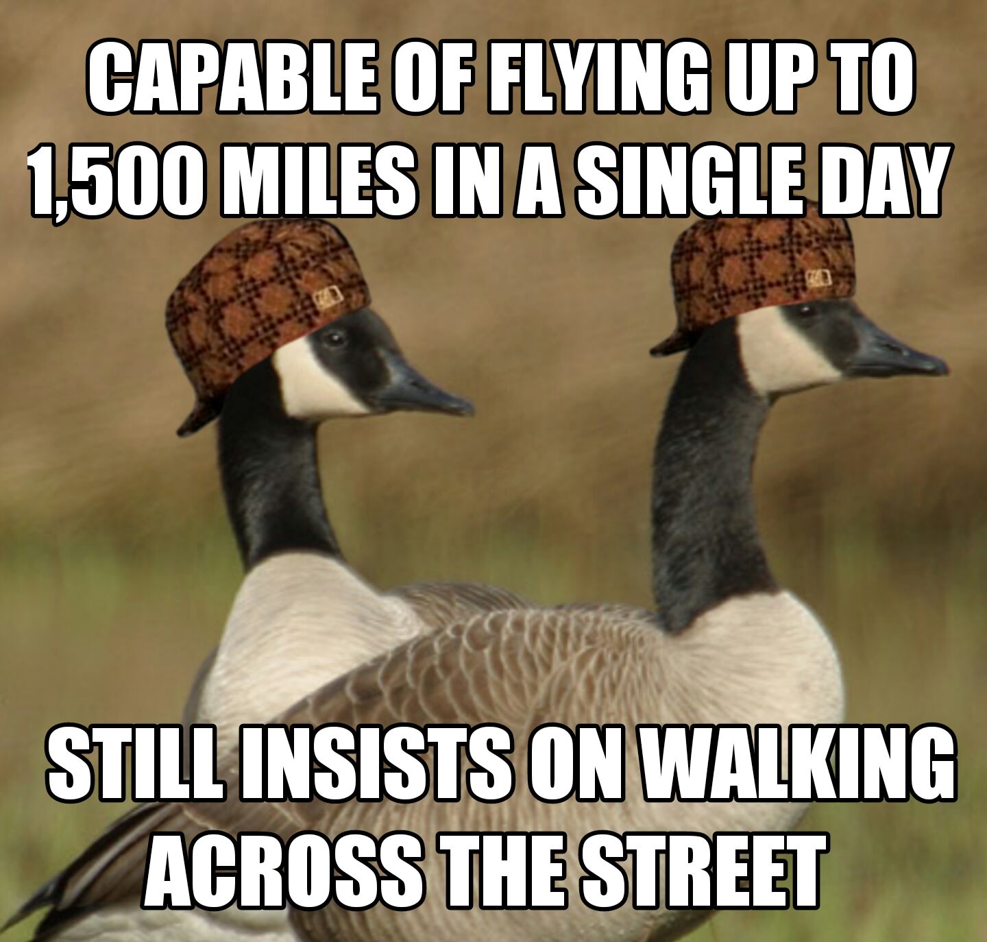 Capable of. Canada Geese memes. Capable. Meme about Gooses.