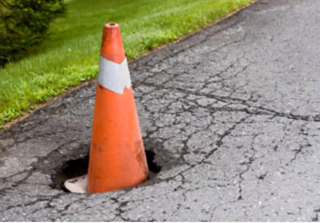 At the first sight of Spring, the Rhode Island state flower can be seen blooming on every roadside.