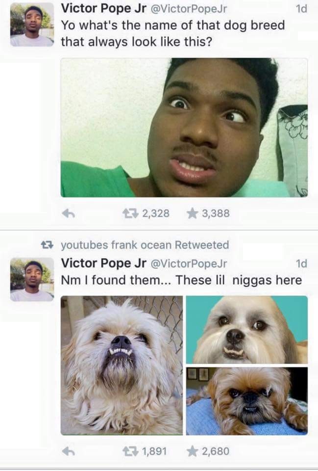 Does Anyone Know The Breed of This Beautiful Animal of the Canine Species?