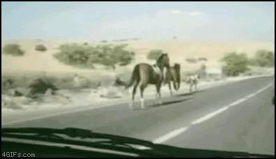 Just grazing the western plains..