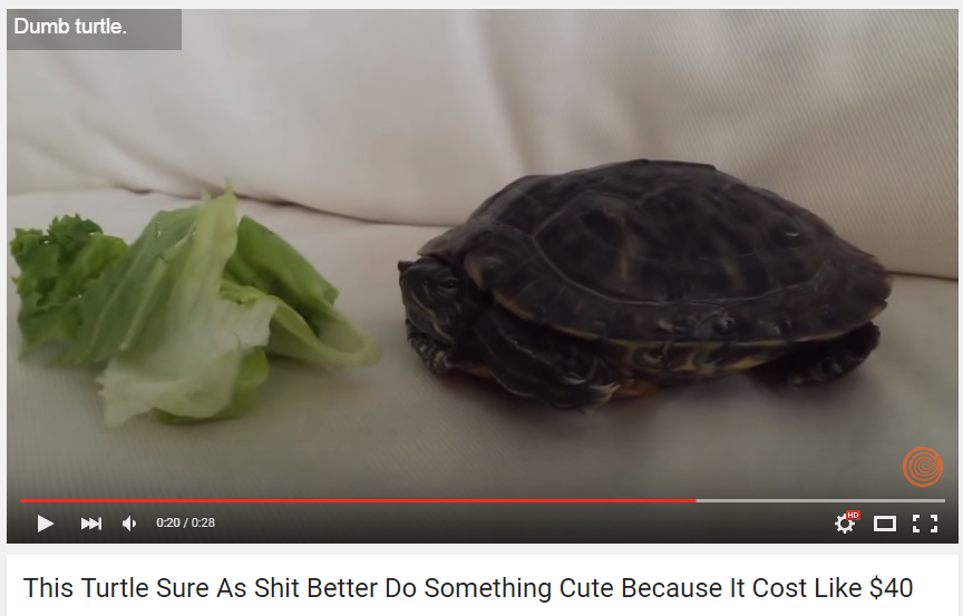 meðŸ¢irl