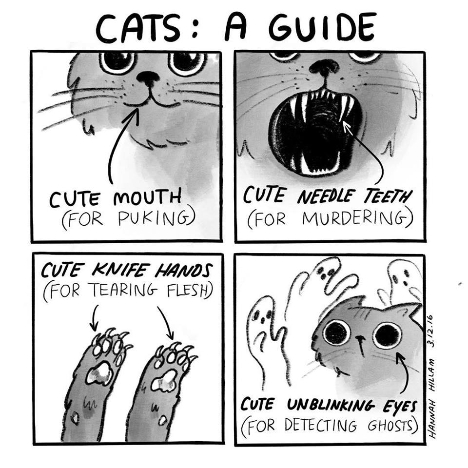 Cat Characteristics