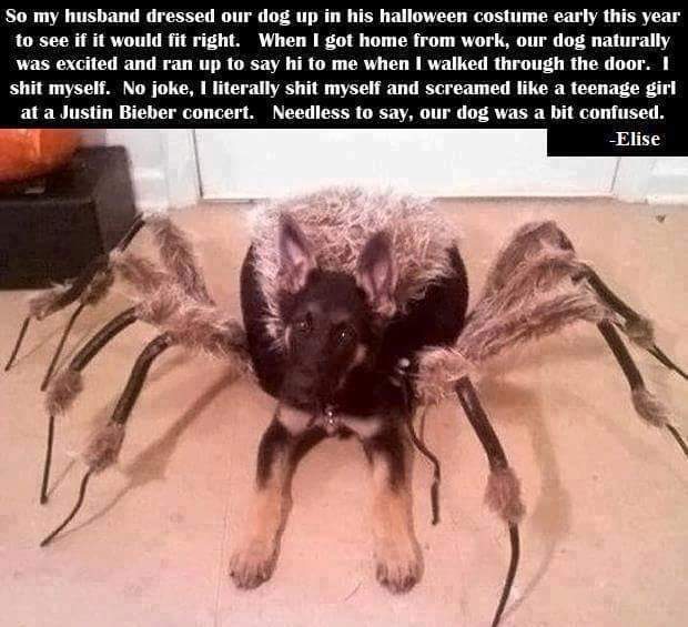 Spider Dog, Spider Dog, Nobody Knows Who You Are