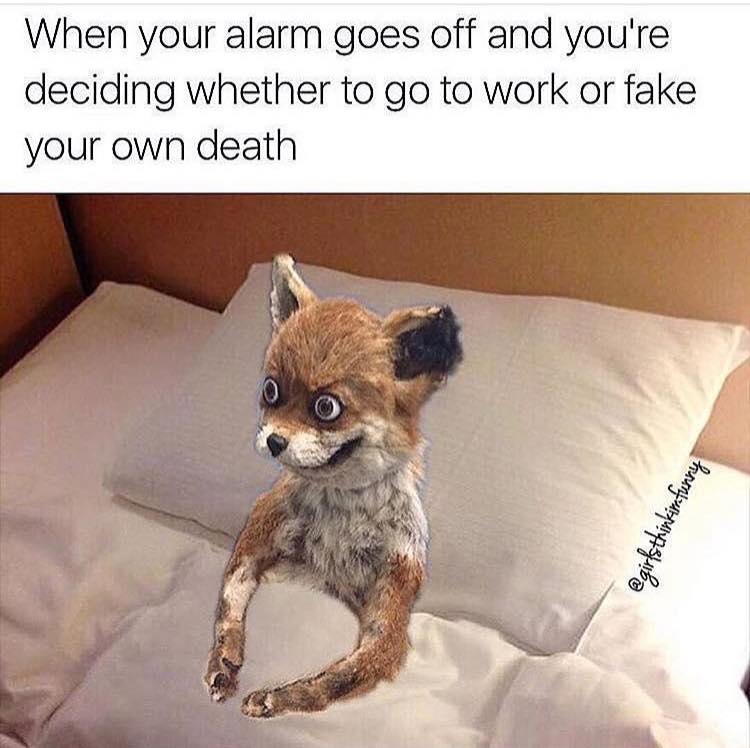 meðŸºirl
