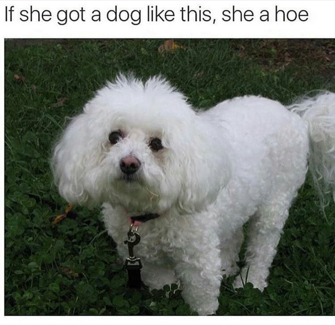Never trust ***es with Shih Tzus