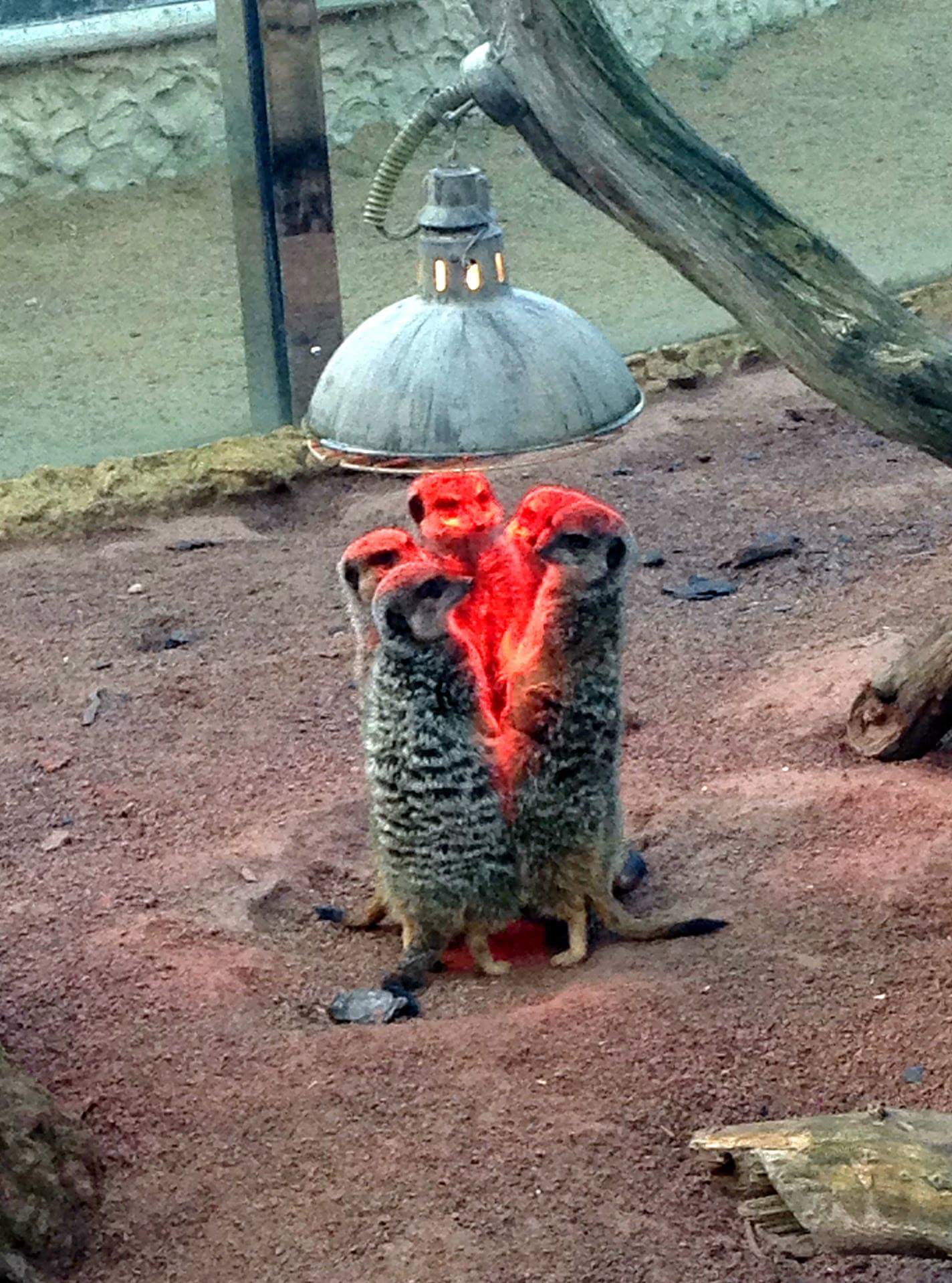 The Meerkats have gathered to summon the Prince Of ***ing Darkness