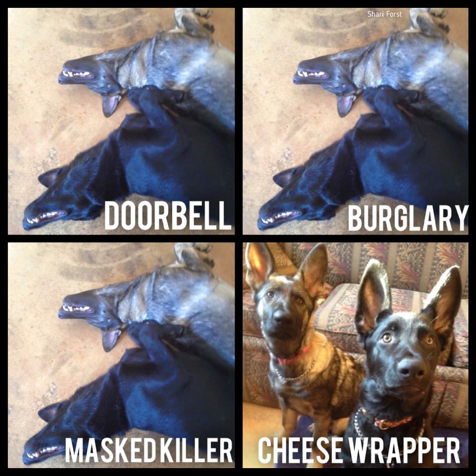 Dog Fact #305
