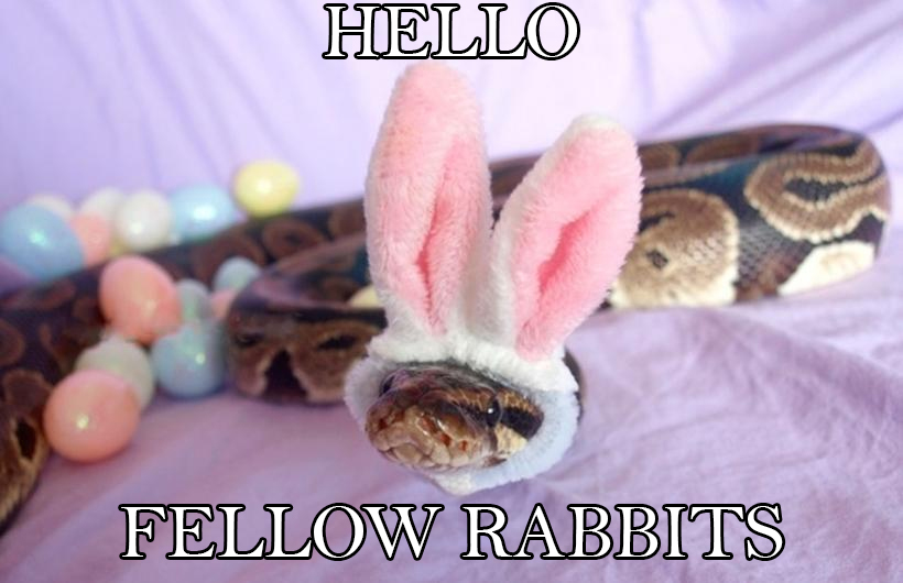 Hello fellow rabbits