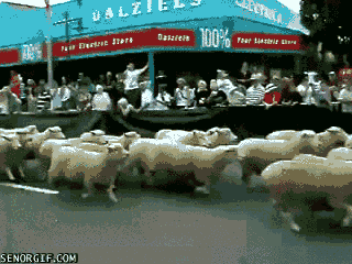 Meanwhile in New Zealand